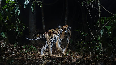 Trailer Biodiversity in Thailand